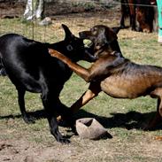 Blanding af racer Odin