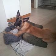 Malinois Jenos Mulle