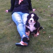 Berner sennenhund Carlos Ray Norris (Kaldenavn: Chuck)