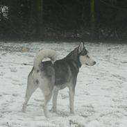 Siberian husky Tina