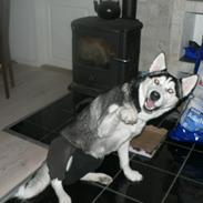 Siberian husky Tina