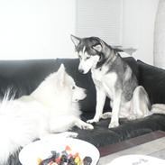 Siberian husky Tina