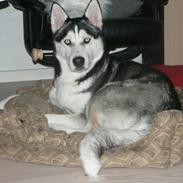 Siberian husky Tina