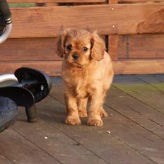 Cavalier king charles spaniel Wi Valier Aflower Bellis ( Smilla )