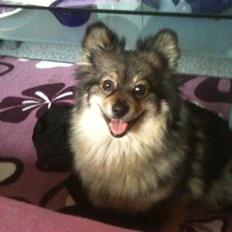 Amerikansk eskimohund Kenza