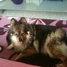 Amerikansk eskimohund Kenza