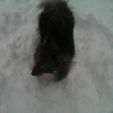 Amerikansk eskimohund Kenza