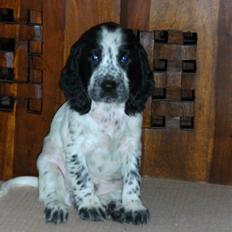 Cocker spaniel charlie