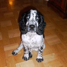 Cocker spaniel charlie