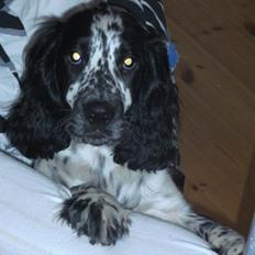 Cocker spaniel charlie