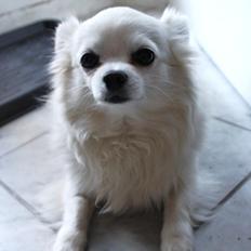 Chihuahua } Rocco