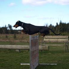 Dobermann GOF Fearless Fiona