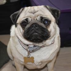 Mops Mocca Von Gnalling