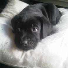 Blanding af racer Baloo