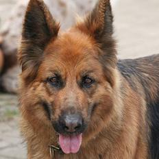 Schæferhund Luna R.I.P :'(