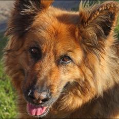 Schæferhund Luna R.I.P :'(