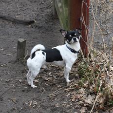 Blanding af racer Zakki