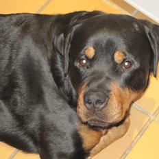 Rottweiler Boris