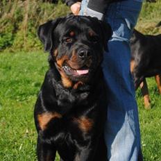 Rottweiler Brown Emmas Bisse (Mason)