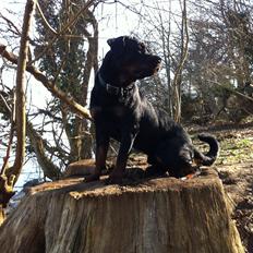 Rottweiler Brown Emmas Bisse (Mason)