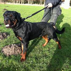 Rottweiler Brown Emmas Bisse (Mason)