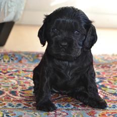 Blanding af racer Gucci (Bella-Luna)