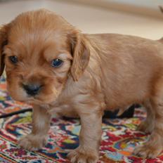 Blanding af racer Grisling (Charlie)
