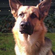 Schæferhund Tim