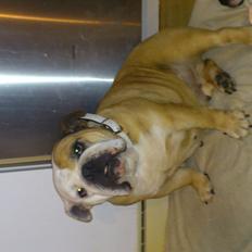 Engelsk bulldog Ludkar