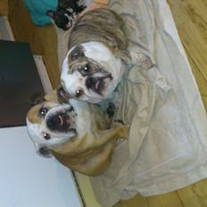 Engelsk bulldog Ludkar