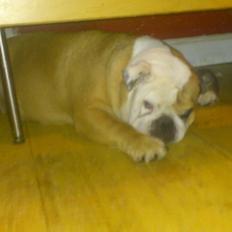 Engelsk bulldog Ludkar