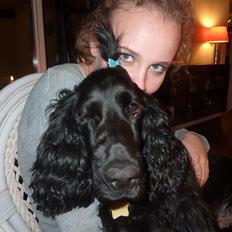 Cocker spaniel Carlo