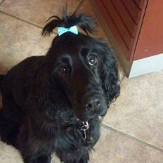 Cocker spaniel Carlo
