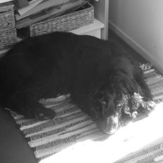 Cocker spaniel Carlo