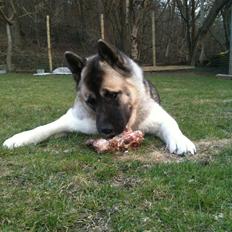 American Akita Mufti