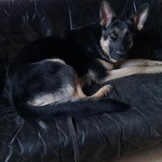 Schæferhund Dederthing Caja