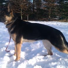 Schæferhund Dederthing Caja