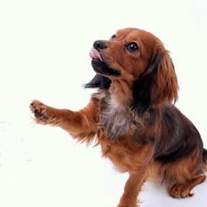 Blanding af racer Mitzi