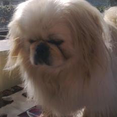 Pekingeser Nuser