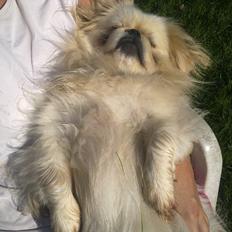 Pekingeser Nuser