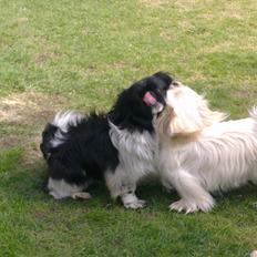 Pekingeser Nuser