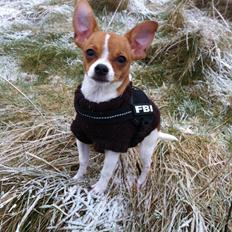 Chihuahua HUGO<3 <3