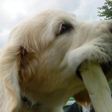 Blanding af racer Fernando