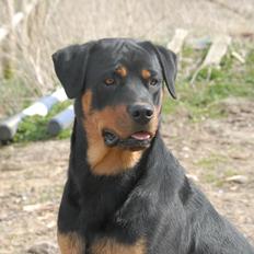 Rottweiler Bailey