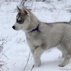Siberian husky Free Soul of Legend of the Spirit "Nuggi"