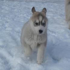 Siberian husky Free Soul of Legend of the Spirit "Nuggi"