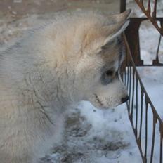 Siberian husky Free Soul of Legend of the Spirit "Nuggi"