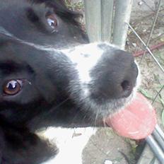 Engelsk springer spaniel coco