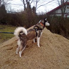 Siberian husky nala