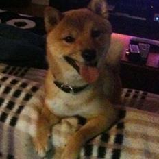 Shiba Max